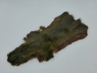 Squirrel / Eichhörnchen Komplette Haut